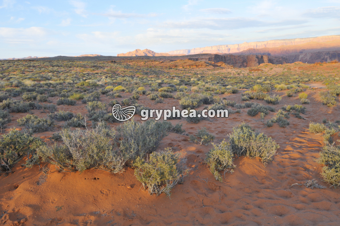 Milieu désertique Arizona - gryphea.com